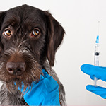 犬の混合ワクチンについて